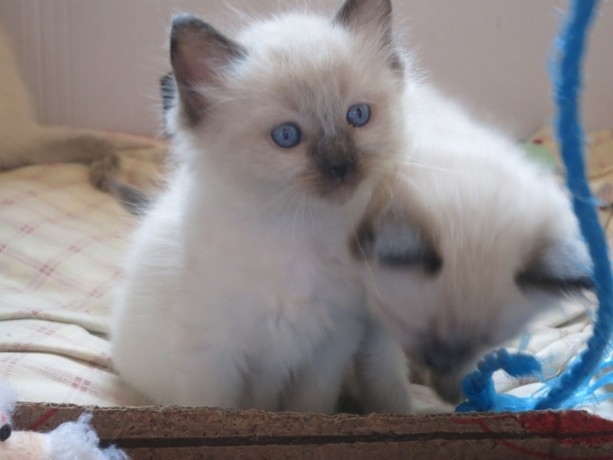 qet436b y5y56 Rag-doll kitten Image eClassifieds4u