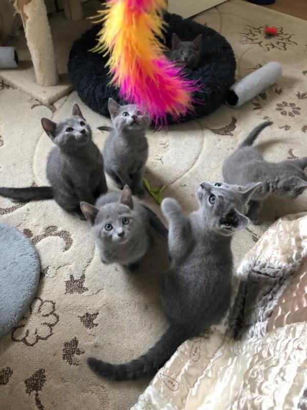 vgfhng Russian Blue Kittens for sale Image eClassifieds4u