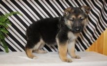 Cute lovely Male and Female German Shepherd Puppies for adoption