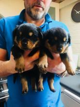 Cute lovely Male and Female Rottweiler Puppies for adoption