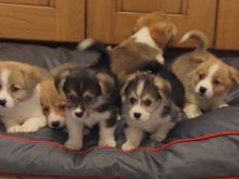 Excellence lovely Male and Female Corgi Puppies for adoption