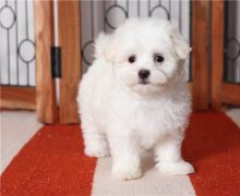 Excellence lovely Male and Female Maltese Puppies for adoption