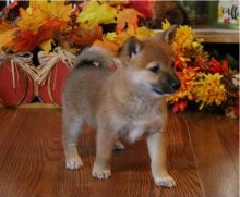 Excellence lovely Male and Female Shiba Inu Puppies for adoption