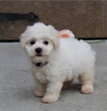 Fantastic Bichon frise Puppies Male and Female for adoption