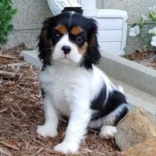 Fantastic Cavalier King Charles Spaniel Puppies Male and Female for adoption