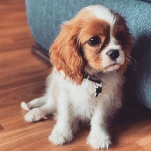Fantastic Cavalier King Charles Spaniel Puppies Male and Female for adoption