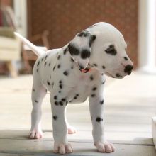 Fantastic Dalmatian Puppies Male and Female for adoption