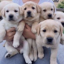 Gorgeous Labrador Retriever Puppies Male and Female For Adoption