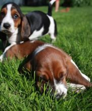 Sweet and Lovely Basset Hound Puppies For Adoption