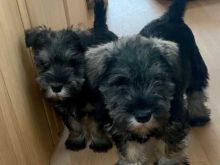 Wonderful lovely Male and Female Schnauzer Puppies for adoption