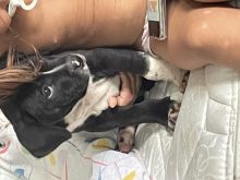 XL Bully Pup