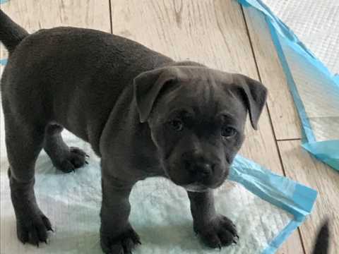 Adorable lovely Male and Female American Staffordshire Bully Puppies for adoption Image eClassifieds4u