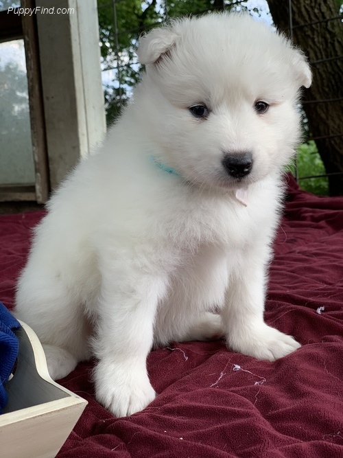 Adorable lovely Male and Female Samoyed Puppies for adoption Image eClassifieds4u