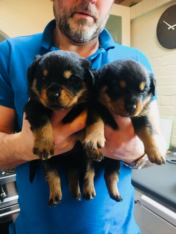 Cute lovely Male and Female Rottweiler Puppies for adoption Image eClassifieds4u