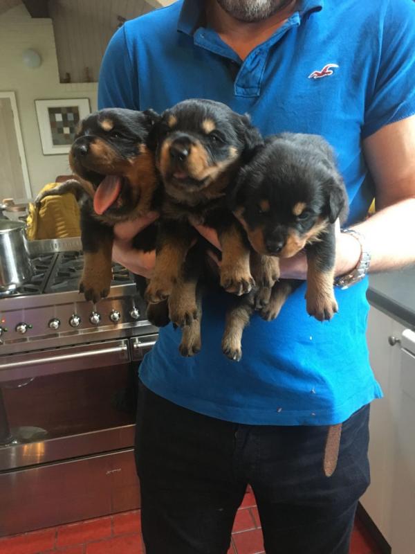 Cute lovely Male and Female Rottweiler Puppies for adoption Image eClassifieds4u