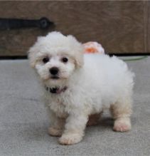 Fantastic Bichon frise Puppies Male and Female for adoption Image eClassifieds4U