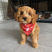 Perfect lovely Male and Female Cavapoo Puppies for adoption Image eClassifieds4U