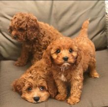 Cavapoo Puppies For Adoption