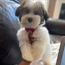 Charming Havanese Puppies For Adoption