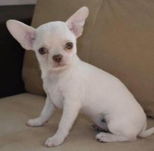 Chihuahua Puppies For Adoption