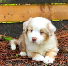 Cute Australian Shepherd Puppies For Adoption