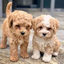Golden doodle puppies for adoption(suzanmoore73@gmail.com)