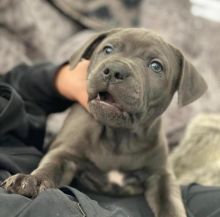 Pitbull Puppies For Adoption