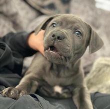 Pitbull Puppies For Adoption