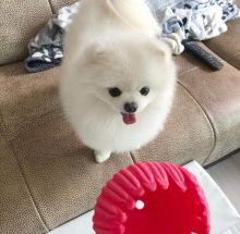 Pomeranian Puppies For Adoption