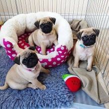 Pug Puppies For Adoption