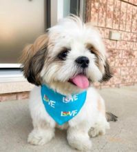 Shih Tzu Puppies For Adoption