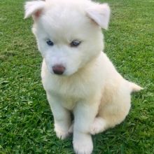 Siberian husky puppies for adoption(elizabethjames11321@gmail.com)
