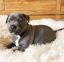 Staffy Puppies For Adoption