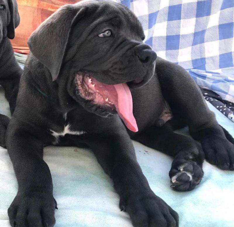 Cane Corso Puppies For Adoption Image eClassifieds4u
