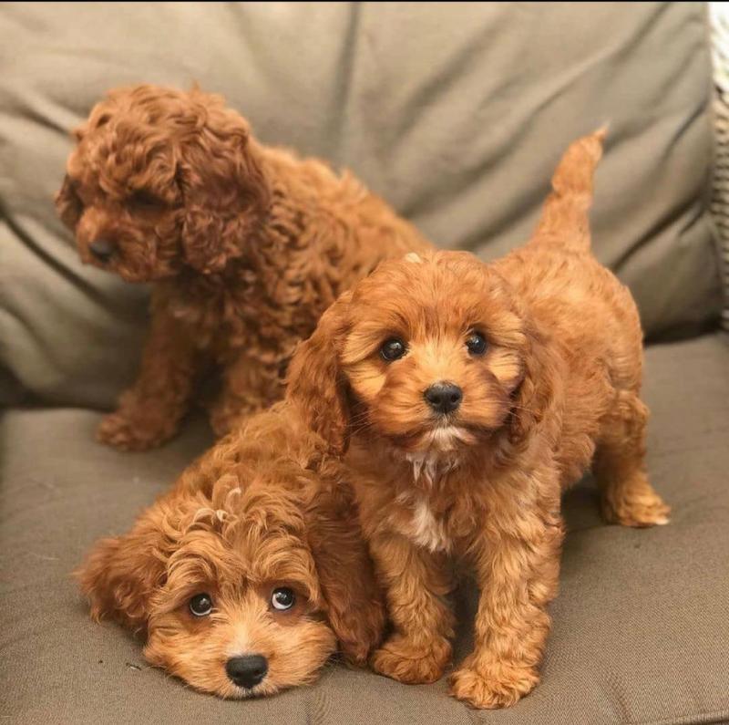 Cavapoo Puppies For Adoption Image eClassifieds4u