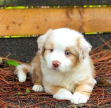 Cute Australian Shepherd Puppies For Adoption Image eClassifieds4U