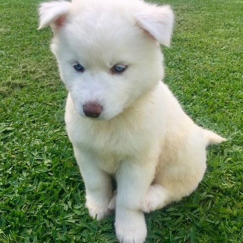 Siberian husky puppies for adoption(elizabethjames11321@gmail.com) Image eClassifieds4u