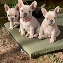 Frenchbulldog Puppies already vaccinated with AKC registered papers