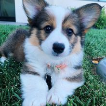 Two PEMBROKE WELSH CORGI Puppies For Rehoming (vincenzohome88@gmail.com)