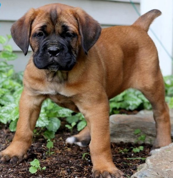 cute cane Corso puppies Image eClassifieds4u