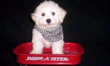 «BICHON FRISE PUPPIES FOR ADOPTION»