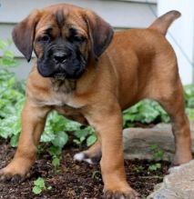 cute cane Corso puppies