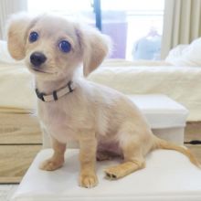 Adorable Dachshund puppies for adoption