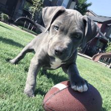 Adorable Pit Bull puppies for adoption