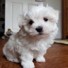 Amazing Male and Female Maltese puppies available for adoption