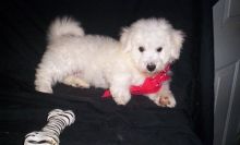 AWESOME BICHON FRISE PUPPIES UP FOR A NEW HOME