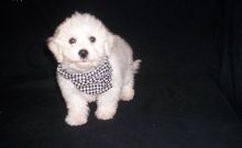 BICHON FRISE PUPPIES FOR ADOPTION