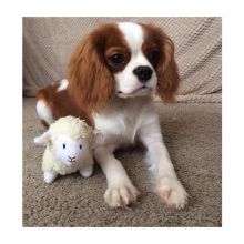 Cavalier King Charles Spaniel CKC registered PuppiesBeautiful