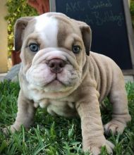 English bulldog puppies