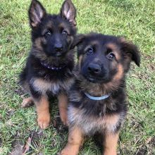 German Shepherd puppies for adoption